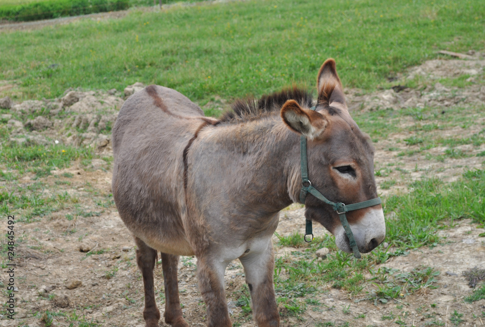 Donkey