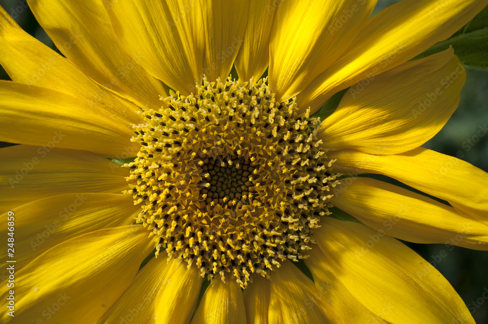 Sunflower Sunflower