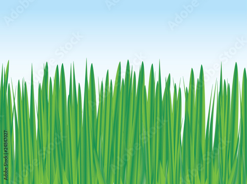 Grass