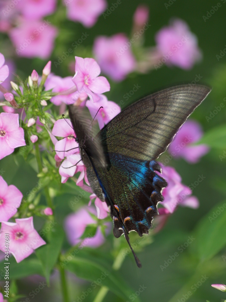 Fototapeta premium OLYMPUS DIGITAL CAMERA