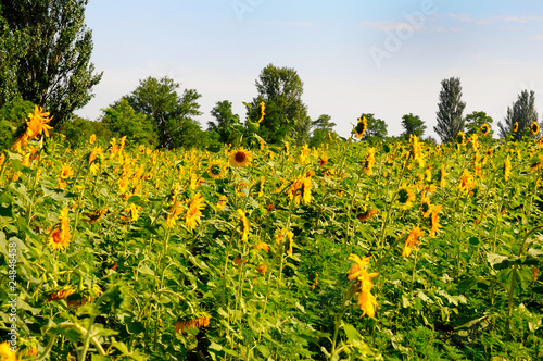 sunflowers field