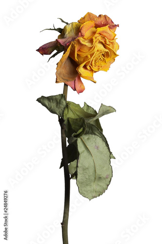 Faded rose