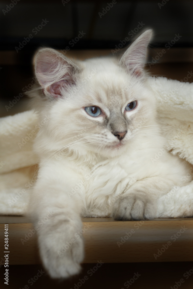 ragdoll kitten