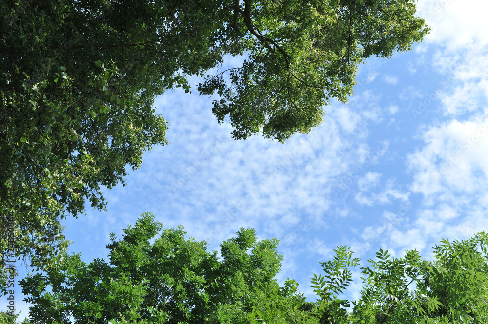 Fototapeta premium wood (forest) and sky