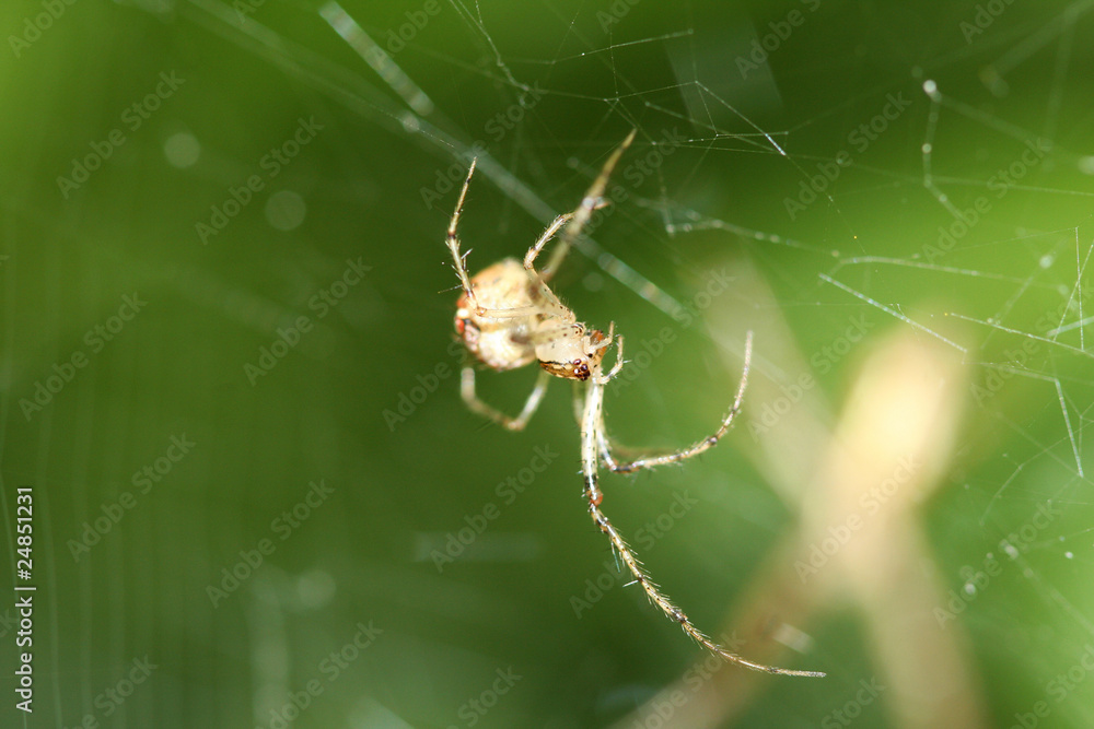 Cob Web Spider Parasteatoda lunata Cob Web Spider Parasteatoda lunata