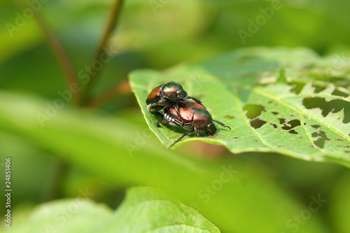 Japanese Beetle -  Popillia japonica © Ron Rowan