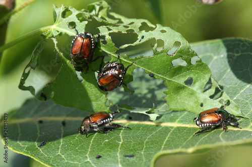 Fototapeta Japanese Beetle -  Popillia japonica