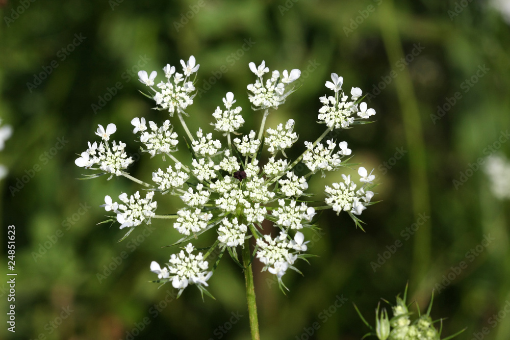 Queen Anne's Lace or Wild Carrot Daucus carota Queen Anne's Lace or Wild Carrot Daucus carota