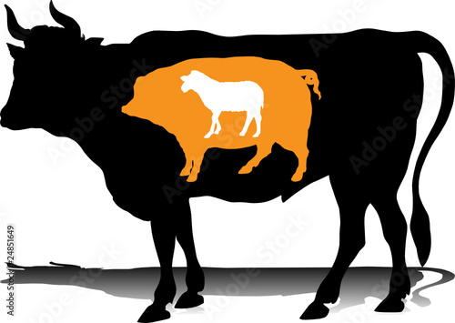 bull pig sheep