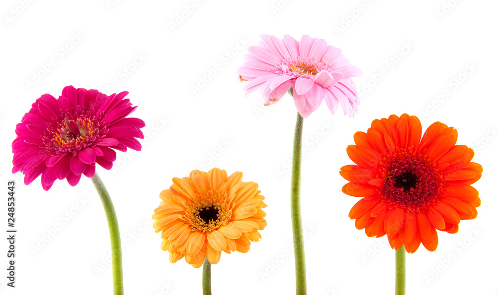 Colorful flowers Colorful flowers