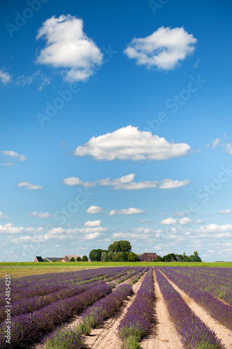 Lavender fields in Holland
