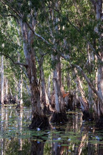 Mangrove forest in water with Lotus flowers photo