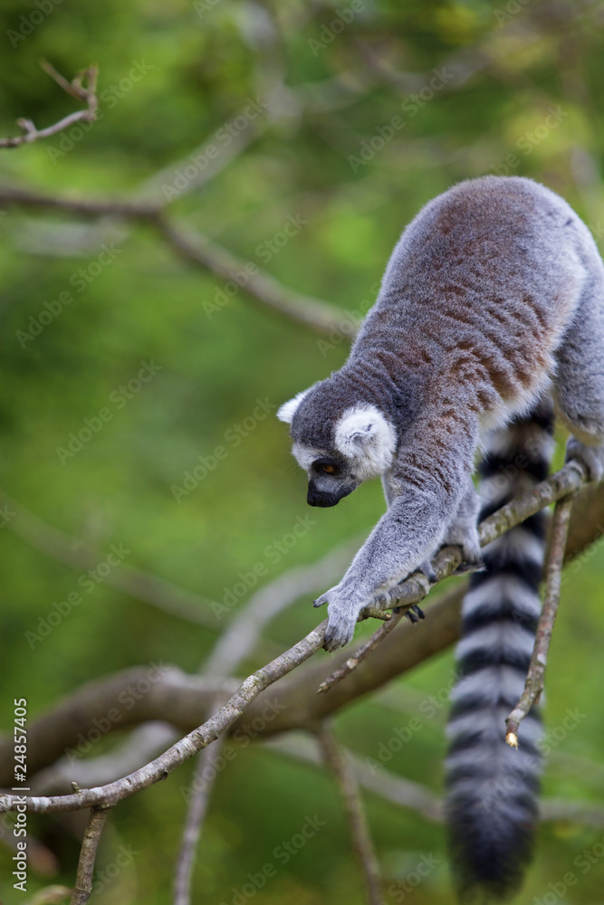 Lemur Lemur