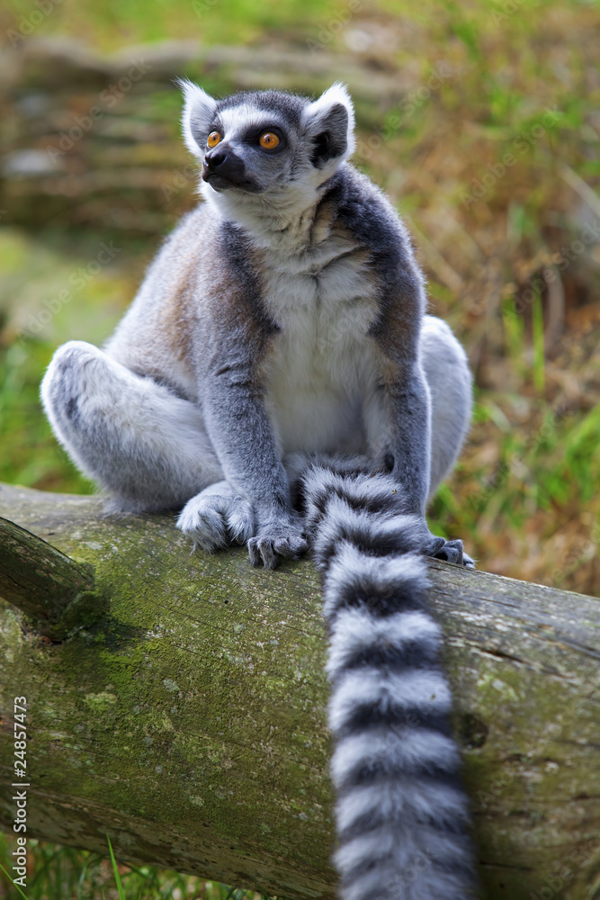 Fototapeta premium Lemur
