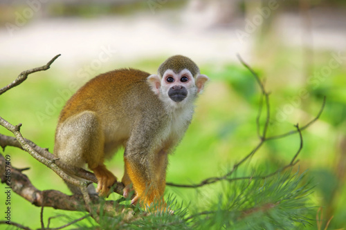 Common squirrel monkey © Kjersti