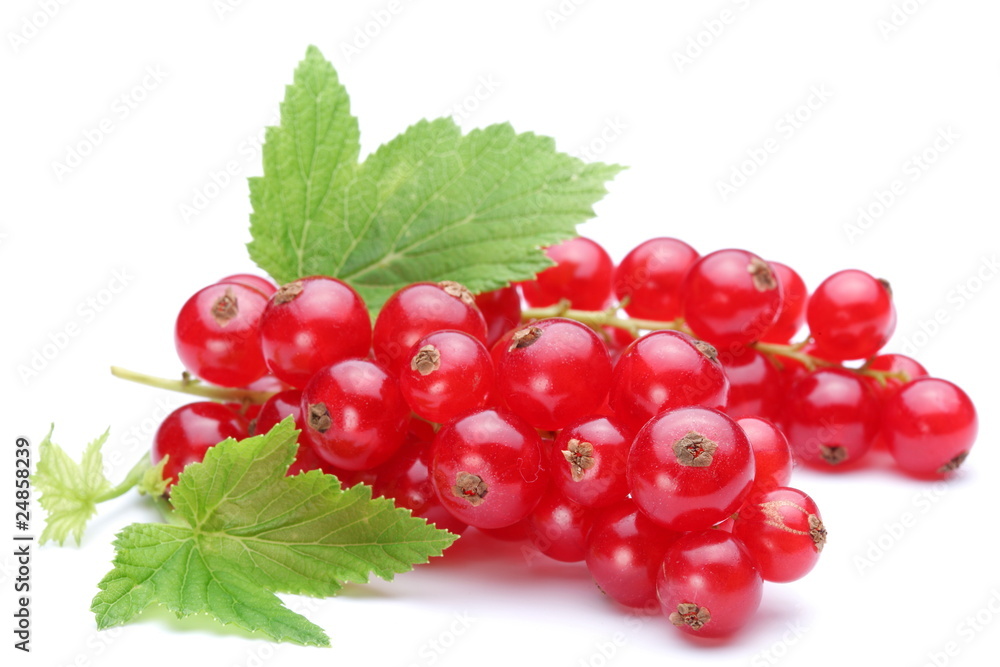 Bunch of red currants on a white background