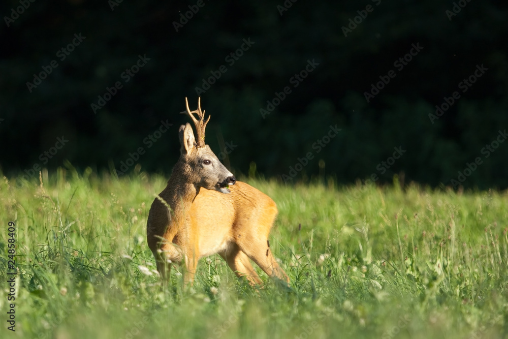 Reh, Roe deer, Capreolus capreolus Reh, Roe deer, Capreolus capreolus