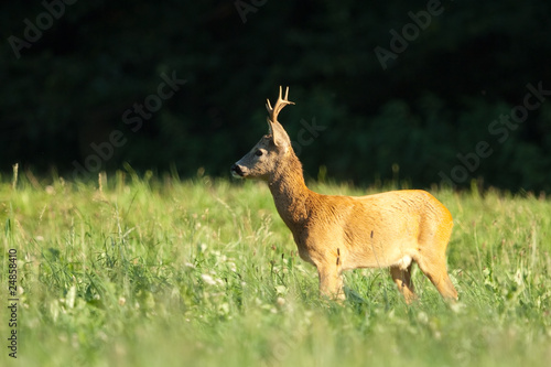 Reh  Roe deer  Capreolus capreolus