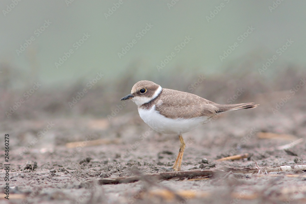 little ringed plover, juvenile ( Charadrius dubius ) little ringed plover, juvenile ( Charadrius dubius )