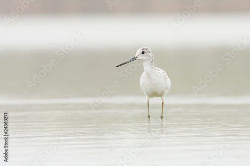 Greenshank (Tringa nebularia) photo