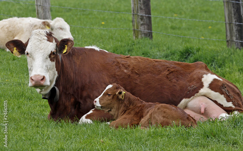 Braune Kuh mit jungem Kalb - Brown cow with young calf