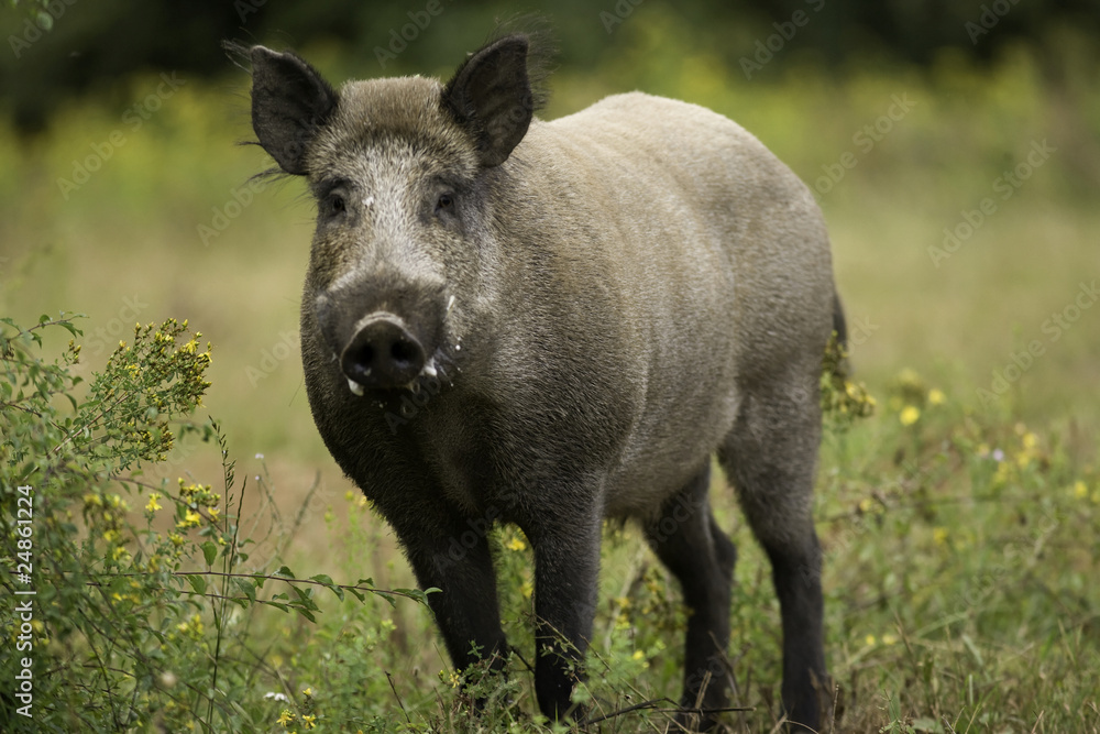 sanglier male sanglier male