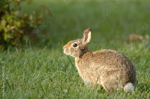 Rabbit sitting in the garden