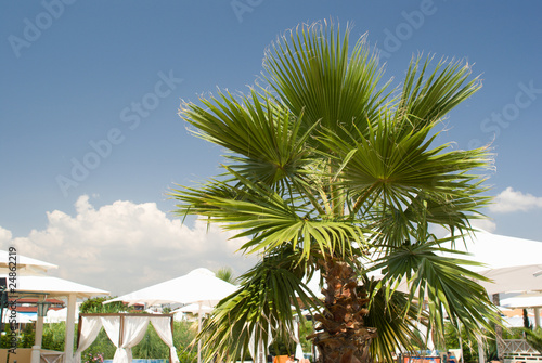 Palm tree against the blue sky and umbrellas