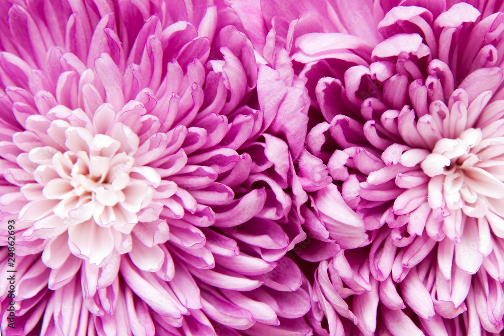 chrysanthemum chrysanthemum