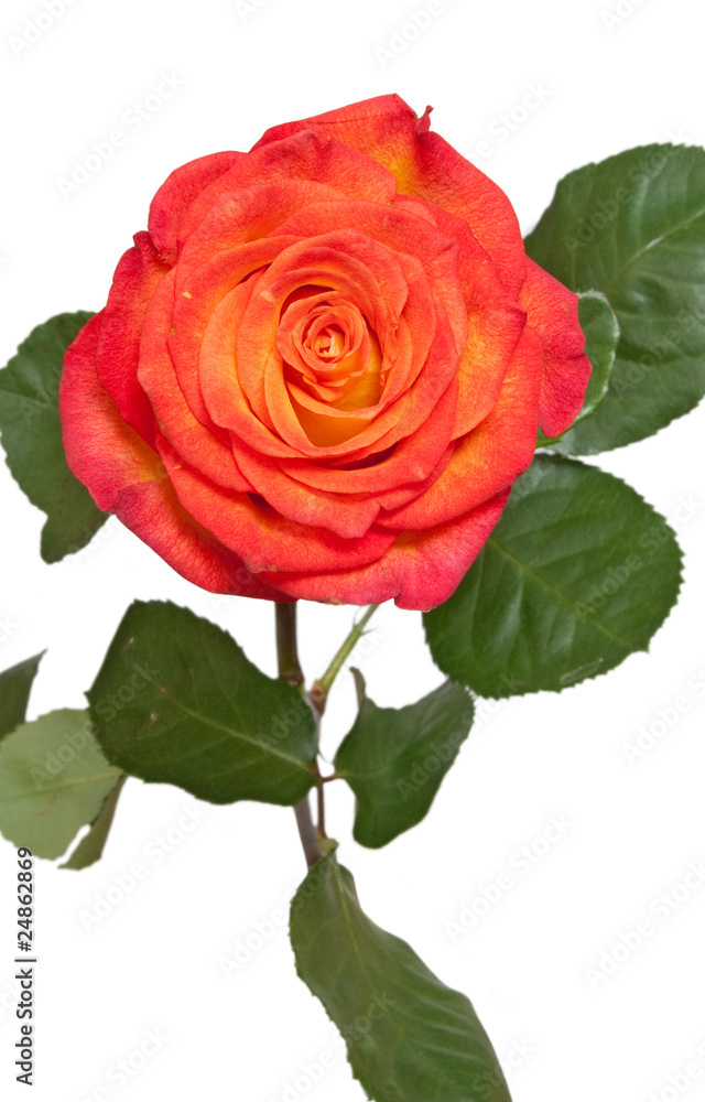 Fototapeta premium rose