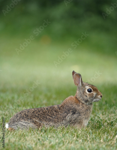 Rabbit in the garden © darko64