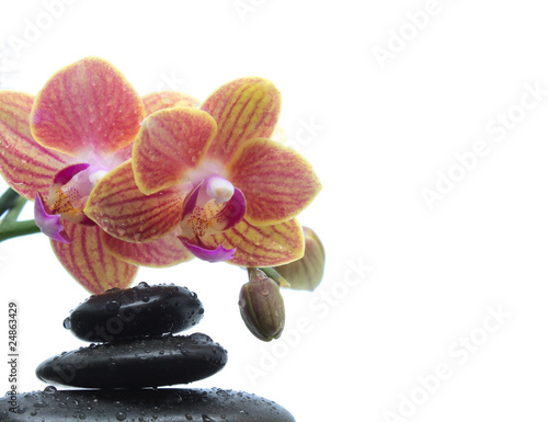 Orchidée et galets