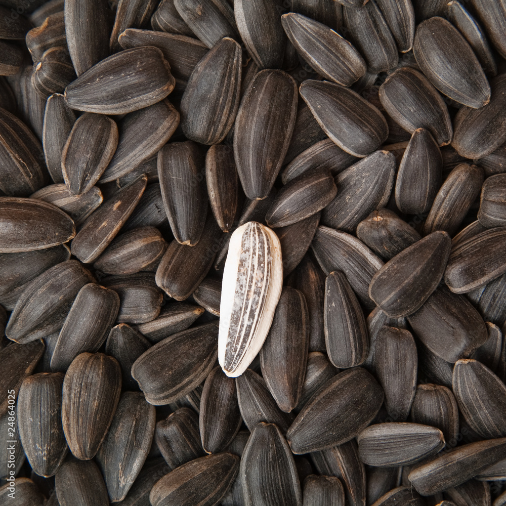seeds seeds