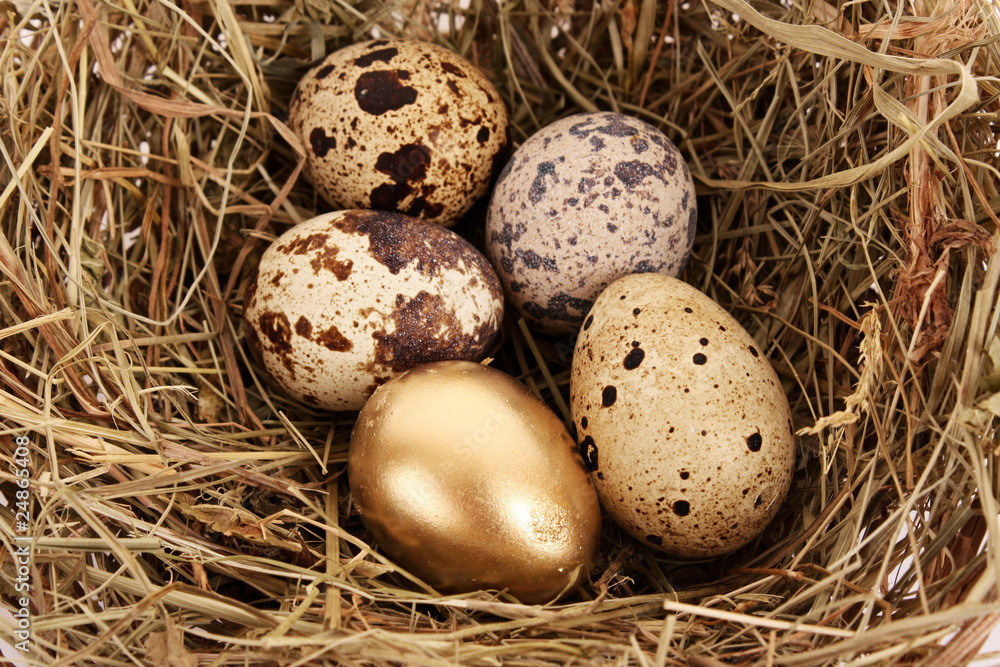 Golden egg with normal eggs Golden egg with normal eggs