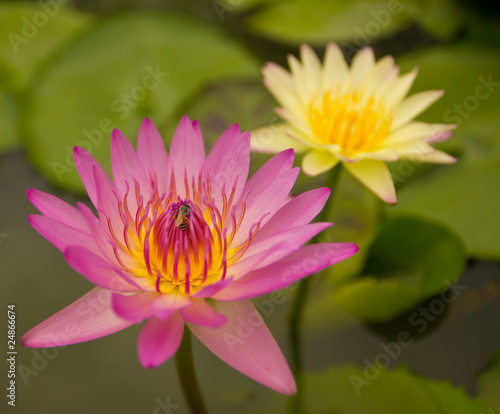 pink waterlily