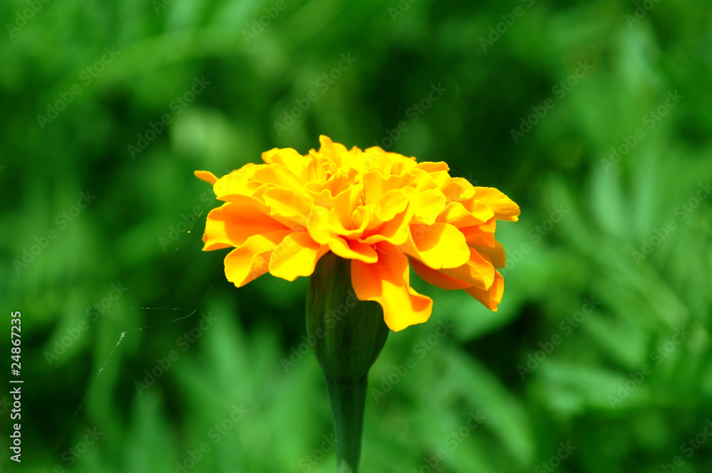 Yellow marigold Yellow marigold