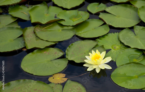 yellow waterlily