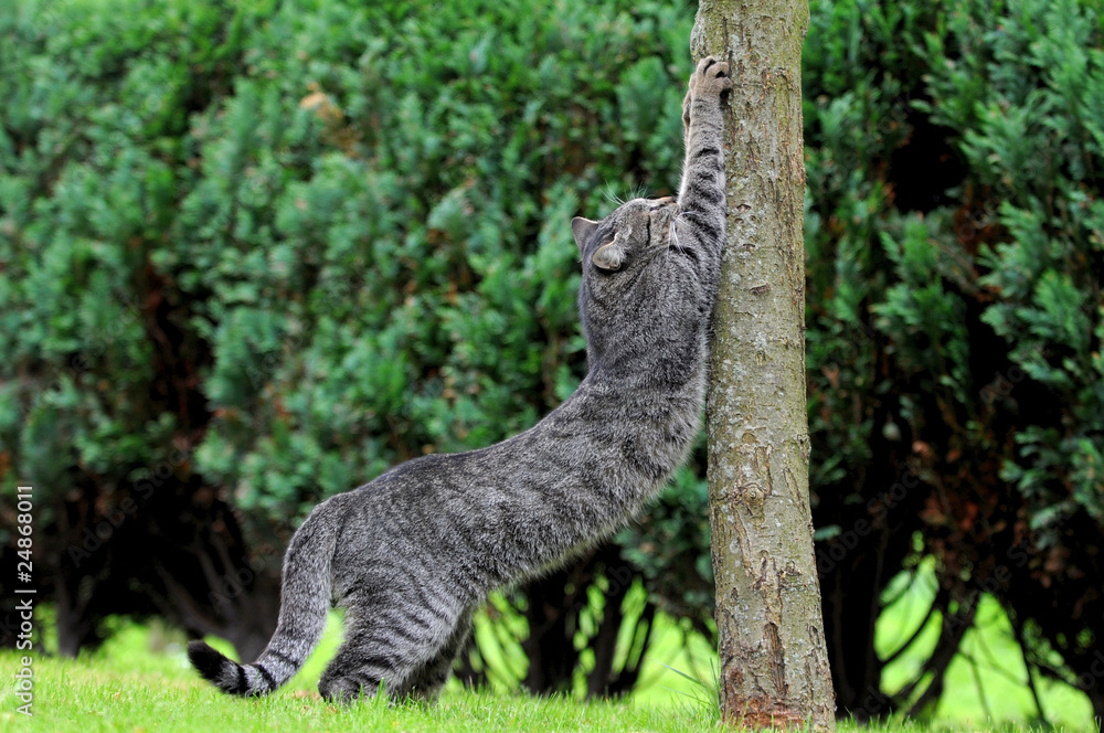 Katze am Baum Katze am Baum