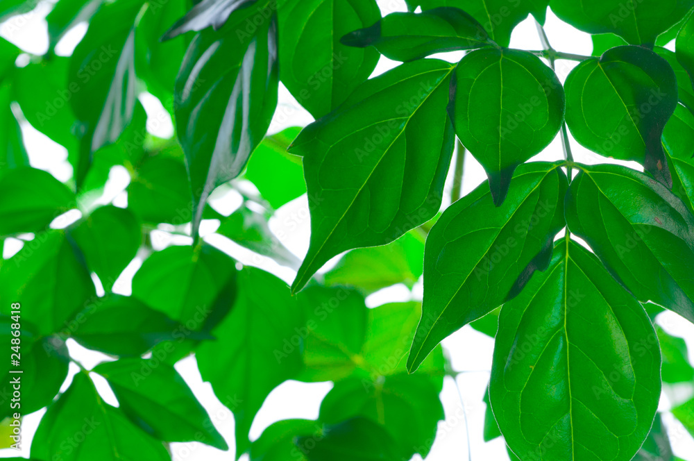 Green beautiful leaves Green beautiful leaves
