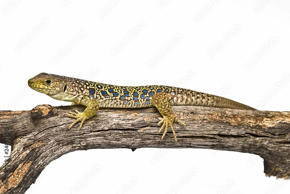 Lagarto ocelado esperando a su presa. Lagarto ocelado esperando a su presa.