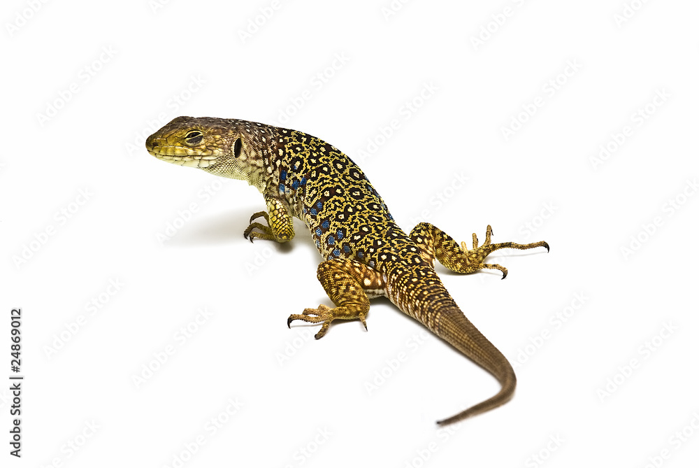 Lagarto ocelado visto de espaldas. Lagarto ocelado visto de espaldas.