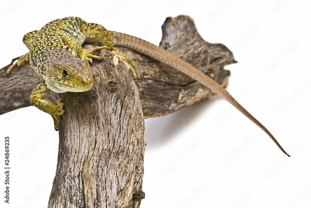 Fototapeta premium Lagarto ocelado trepando por un tronco.
