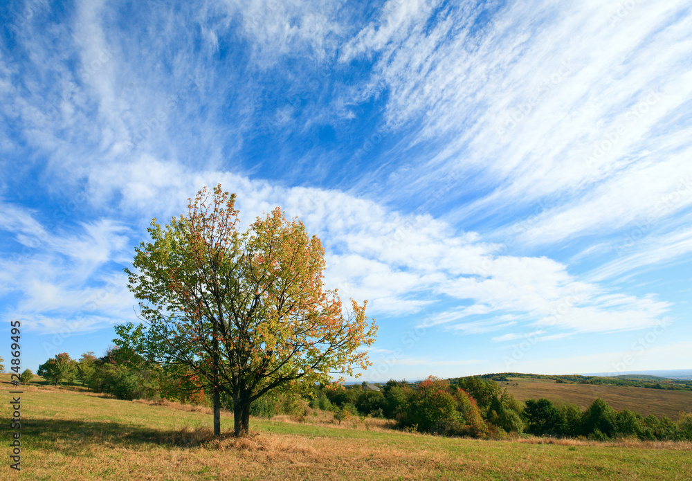 Lonely autumn tree on sky background. Lonely autumn tree on sky background.
