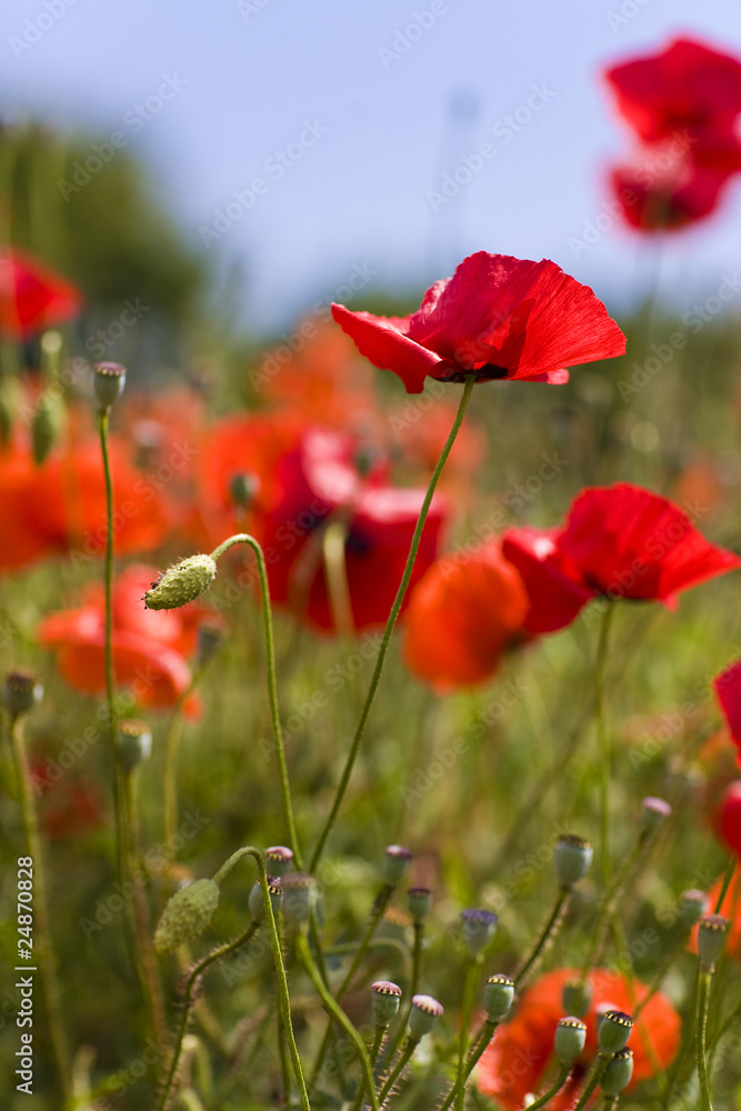 Naklejka premium Mohn 2