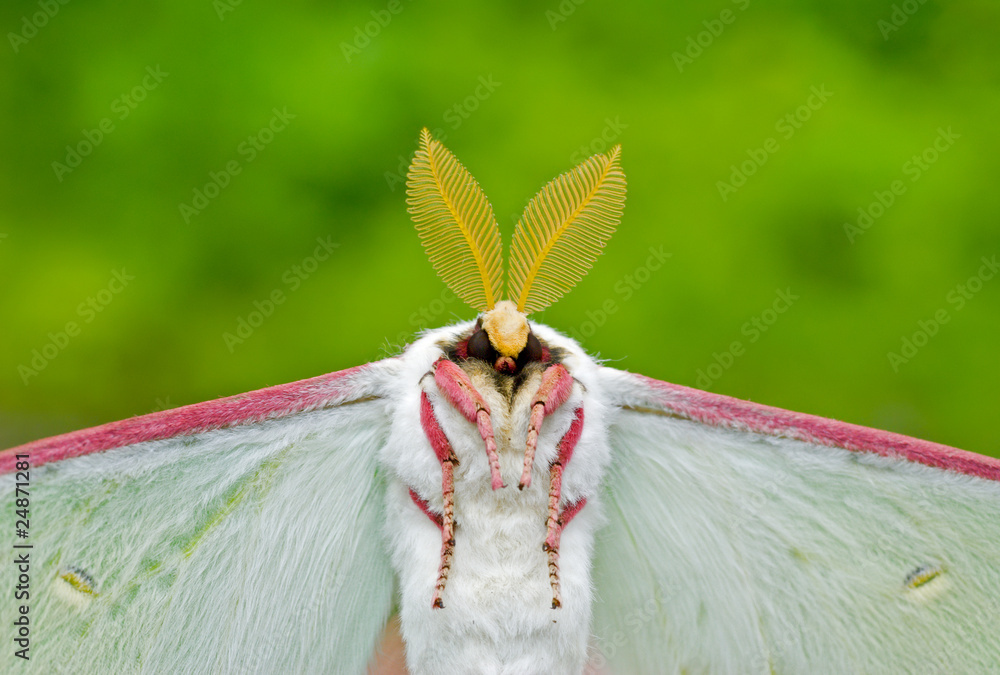 Obraz premium Night butterfly (Actias artemis) 14