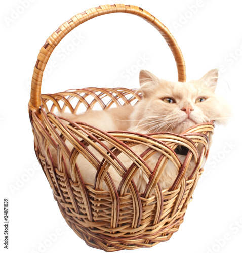 cat in a basket