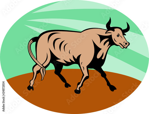 Bull attacking