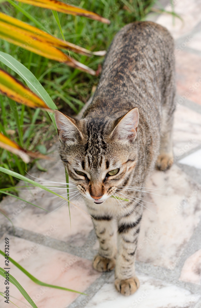 Fototapeta premium chat agressif