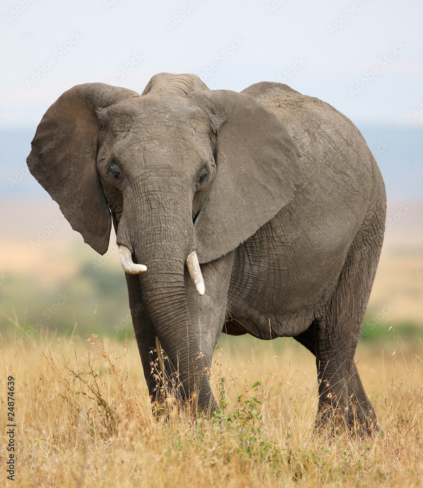 Large  African elephant