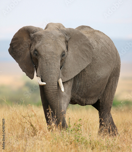 Large African elephant